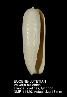 EOCENE-LUTETIAN Volvaria bulloides.jpg - EOCENE-LUTETIANVolvaria bulloides(Lamarck,1801)